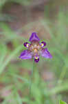 Propeller flower